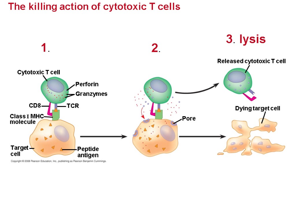 The killing action of cytotoxic T cells Cytotoxic T cell Perforin Granzymes TCR CD8
